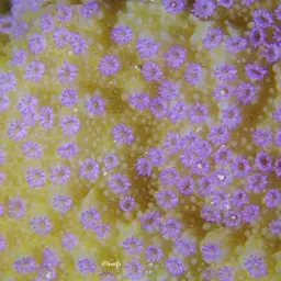 Pore Coral, photo 4