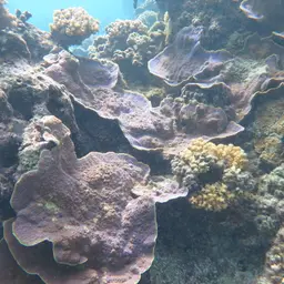 Pore Coral, photo 5