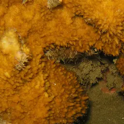 Pore Coral, photo 6