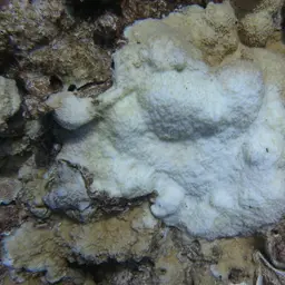 Pore Coral, photo 7
