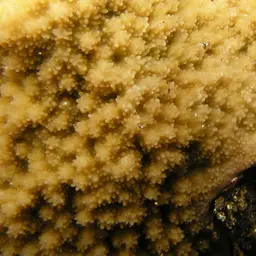 Pore Coral, photo 8