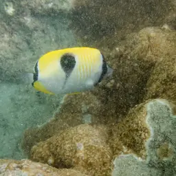 Pore Coral, photo 9