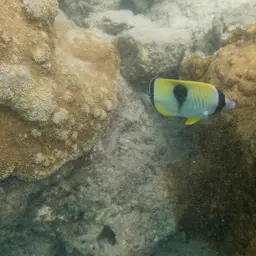 Pore Coral, photo 10