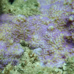Pore Coral, photo 11