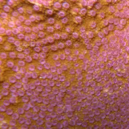Pore Coral, photo 12