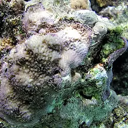 Pore Coral, photo 2