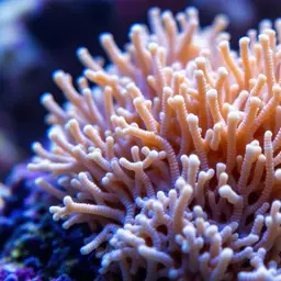 Pore Coral, photo 2