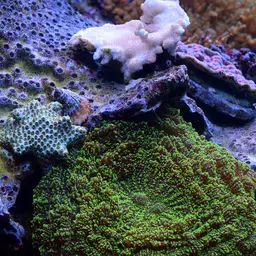 Pore Coral, photo 8