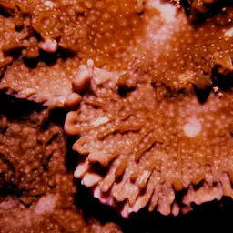 Pore Coral, photo 1