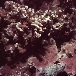Pore Coral, photo 2