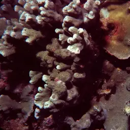 Pore Coral, photo 3