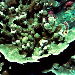 Pore Coral, photo 4