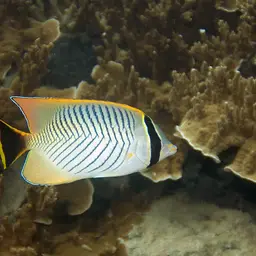 Pore Coral, photo 1