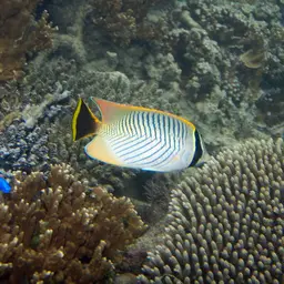Pore Coral, photo 5