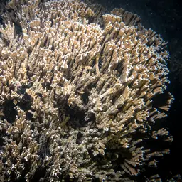 Pore Coral, photo 2