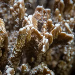 Pore Coral, photo 3