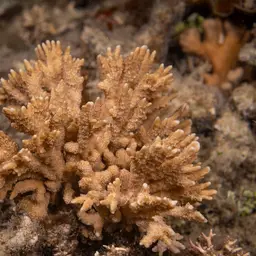 Pore Coral, photo 4