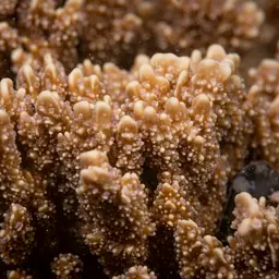 Pore Coral, photo 5
