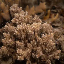 Pore Coral, photo 6