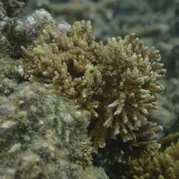 Pore Coral, photo 7