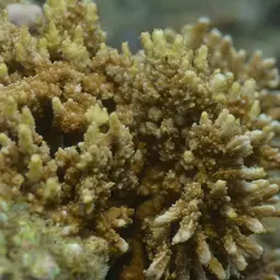 Pore Coral, photo 8