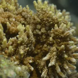Pore Coral, photo 9