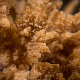 Pore Coral, photo 10
