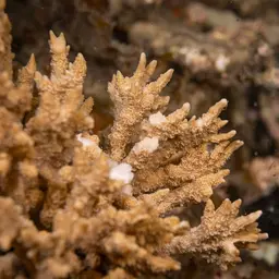Pore Coral, photo 11