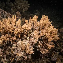 Pore Coral, photo 12