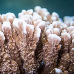Pore Coral, photo 1