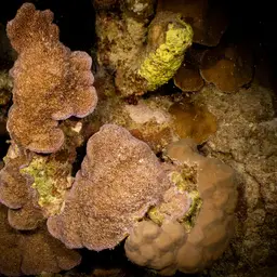 Pore Coral, photo 1