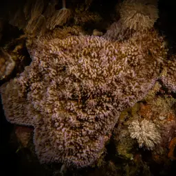 Pore Coral, photo 2