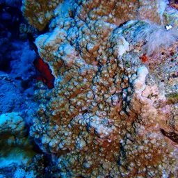 Pore Coral, photo 3