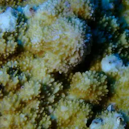 Pore Coral, photo 4