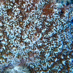 Pore Coral, photo 5