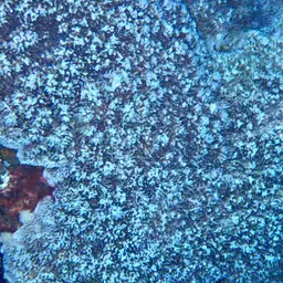 Pore Coral, photo 6