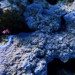 Pore Coral, photo 7