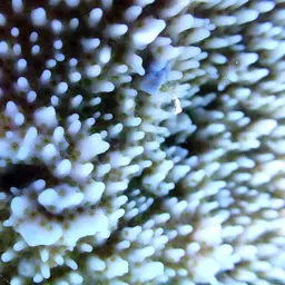 Pore Coral, photo 8