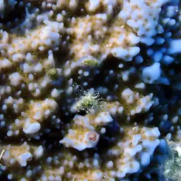 Pore Coral, photo 9