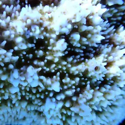 Pore Coral, photo 10