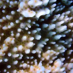 Pore Coral, photo 11