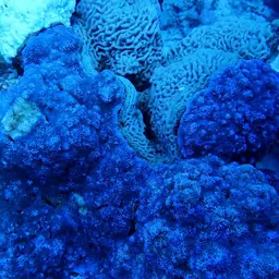 Pore Coral, photo 12