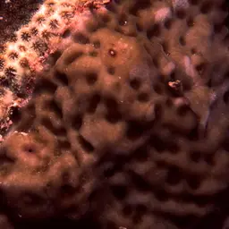 Pore Coral, photo 1