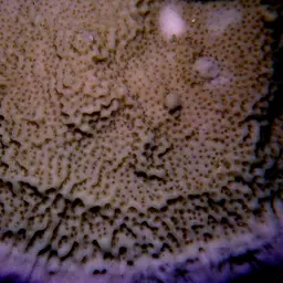 Pore Coral, photo 2