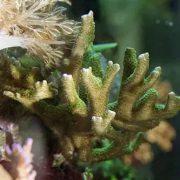 Pore Coral, photo 1