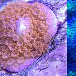Pore Coral, photo 2