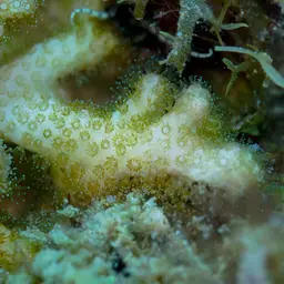Pore Coral, photo 3