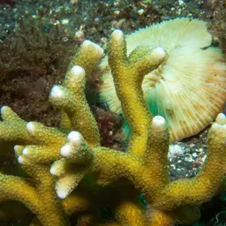 Pore Coral, photo 4