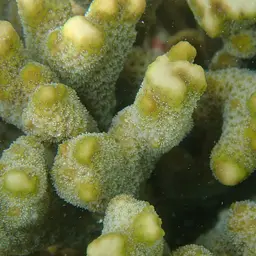 Pore Coral, photo 5
