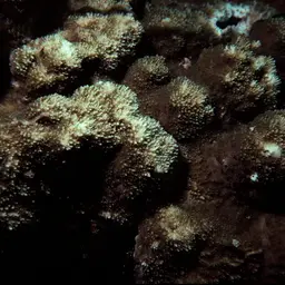 Hump Coral, photo 2